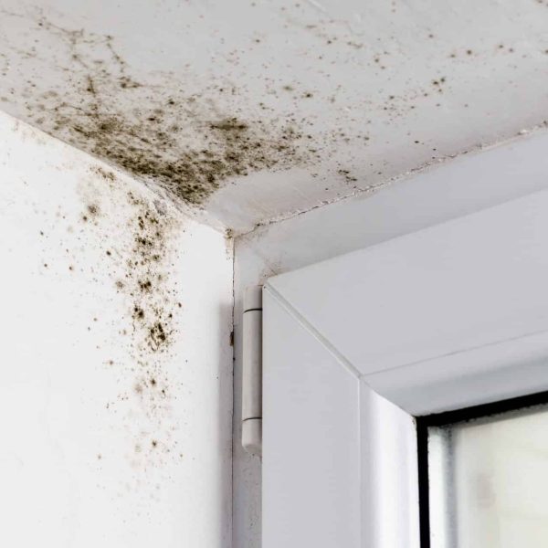 Mold Removal in Peachtree, GA